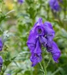 Garten-Herbst-Eisenhut - Aconitum carmichaelii 'Arendsii', veg.