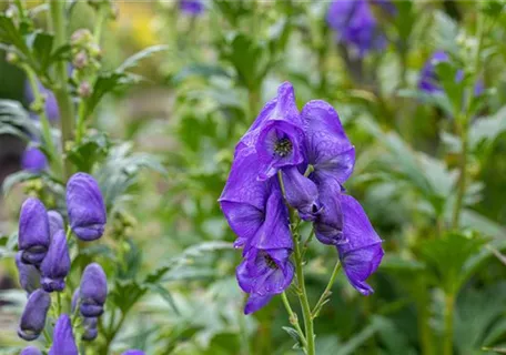 Aconitum carmichaelii 'Arendsii', veg. - Garten-Herbst-Eisenhut