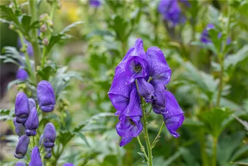 Garten-Herbst-Eisenhut - Aconitum carmichaelii 'Arendsii', veg.