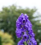 Garten-Herbst-Eisenhut - Aconitum carmichaelii 'Arendsii', veg.