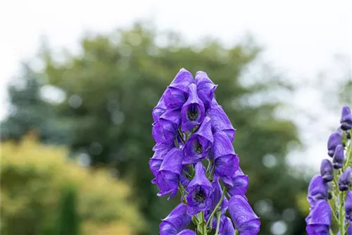 Garten-Herbst-Eisenhut - Aconitum carmichaelii 'Arendsii', veg.