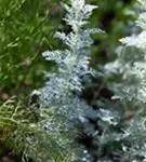 Zwergiger Garten-Beifuß - Artemisia schmidtiana 'Nana'