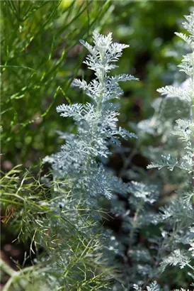 Zwergiger Garten-Beifuß - Artemisia schmidtiana 'Nana'