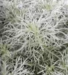 Zwergiger Garten-Beifuß - Artemisia schmidtiana 'Nana'