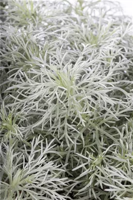 Zwergiger Garten-Beifuß - Artemisia schmidtiana 'Nana'