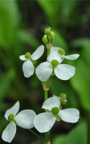 Alisma parviflorum