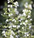 Kleinblütige Bergminze - Calamintha nepeta