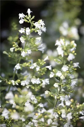 Kleinblütige Bergminze - Calamintha nepeta