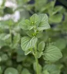 Kleinblütige Bergminze - Calamintha nepeta