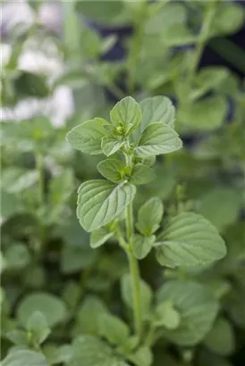 Kleinblütige Bergminze - Calamintha nepeta