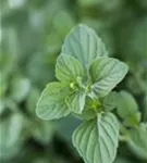 Kleinblütige Bergminze - Calamintha nepeta