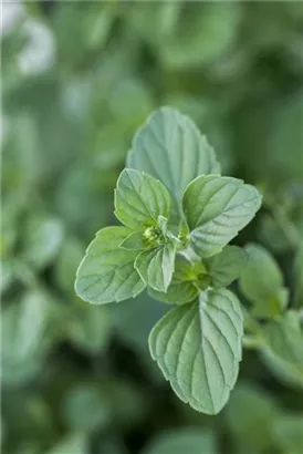 Kleinblütige Bergminze - Calamintha nepeta