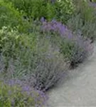 Kleinblütige Bergminze - Calamintha nepeta