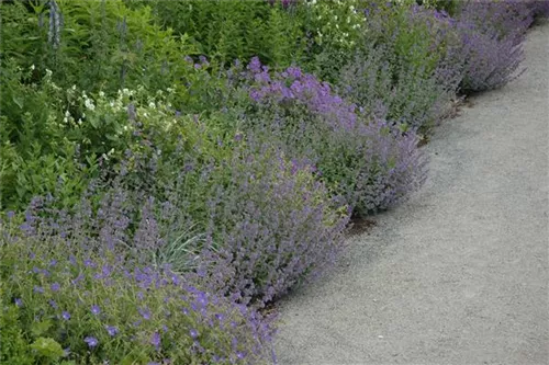 Kleinblütige Bergminze - Calamintha nepeta