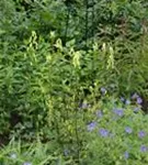 Pyrenäen-Eisenhut - Aconitum lycoctonum ssp.neapolitanum