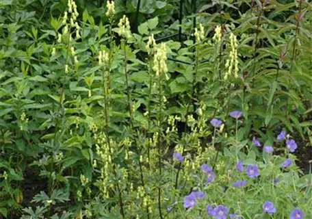 Aconitum lycoctonum ssp.neapolitanum - Pyrenäen-Eisenhut