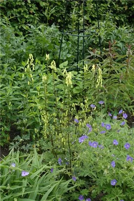 Pyrenäen-Eisenhut - Aconitum lycoctonum ssp.neapolitanum