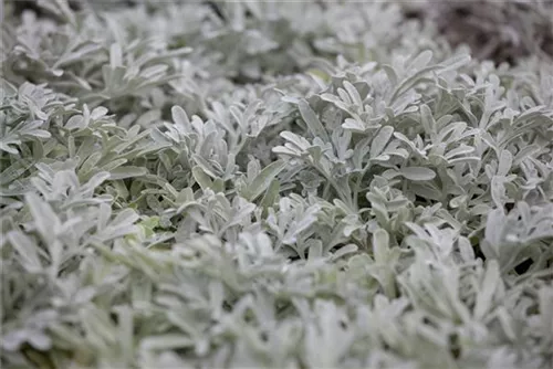 Gabelblättriger Silber-Wermut - Artemisia stelleriana