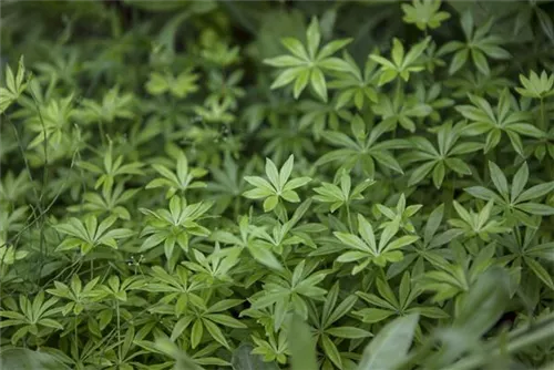 Echter Waldmeister - Galium odoratum (Asperula)