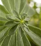 Echter Waldmeister - Galium odoratum (Asperula)