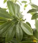 Echter Waldmeister - Galium odoratum (Asperula)