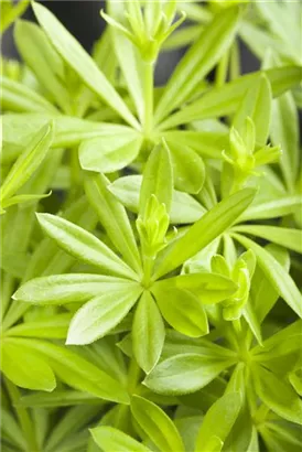 Echter Waldmeister - Galium odoratum (Asperula)