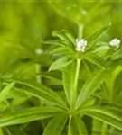 Echter Waldmeister - Galium odoratum (Asperula)