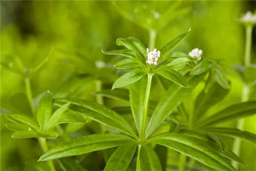 Echter Waldmeister - Galium odoratum (Asperula)