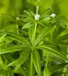 Echter Waldmeister - Galium odoratum (Asperula)