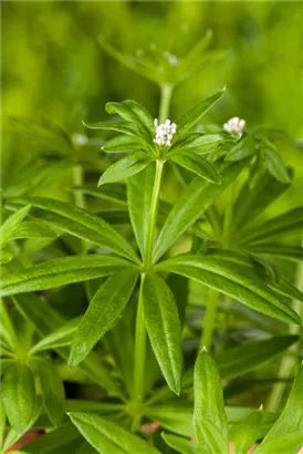 Echter Waldmeister - Galium odoratum (Asperula)