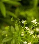 Echter Waldmeister - Galium odoratum (Asperula)