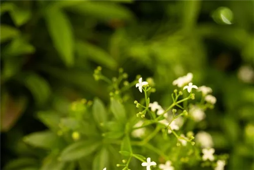 Echter Waldmeister - Galium odoratum (Asperula)