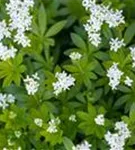 Echter Waldmeister - Galium odoratum (Asperula)