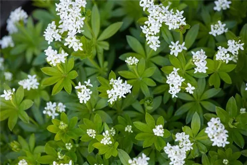 Echter Waldmeister - Galium odoratum (Asperula)