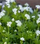 Echter Waldmeister - Galium odoratum (Asperula)