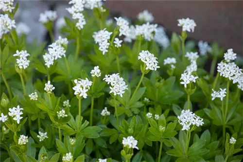 Echter Waldmeister - Galium odoratum (Asperula)