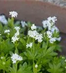 Echter Waldmeister - Galium odoratum (Asperula)