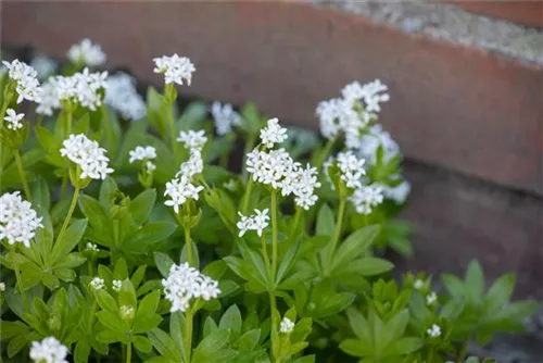 Echter Waldmeister - Galium odoratum (Asperula)