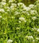 Weißblühende Garten-Spornblume - Centranthus ruber 'Albus'