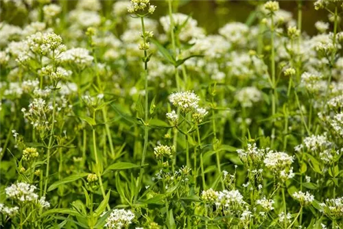 Weißblühende Garten-Spornblume - Centranthus ruber 'Albus'