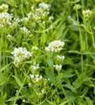 Weißblühende Garten-Spornblume - Centranthus ruber 'Albus'