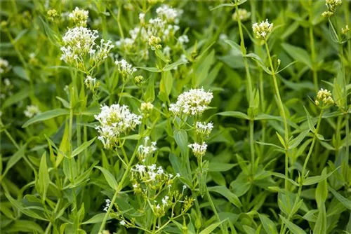 Weißblühende Garten-Spornblume - Centranthus ruber 'Albus'