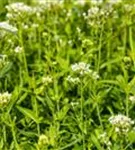 Weißblühende Garten-Spornblume - Centranthus ruber 'Albus'