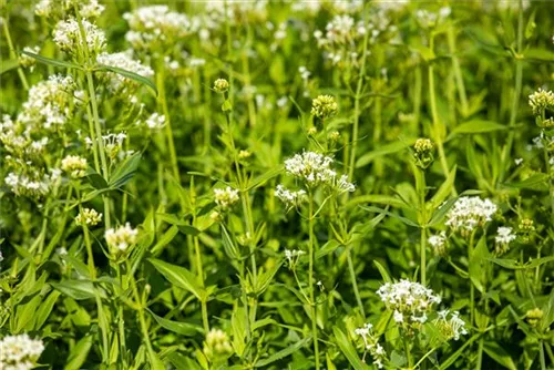 Weißblühende Garten-Spornblume - Centranthus ruber 'Albus'