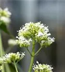 Weißblühende Garten-Spornblume - Centranthus ruber 'Albus'