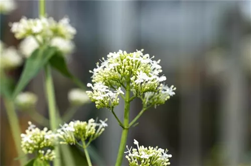 Weißblühende Garten-Spornblume - Centranthus ruber 'Albus'