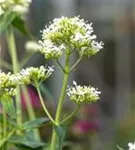 Weißblühende Garten-Spornblume - Centranthus ruber 'Albus'