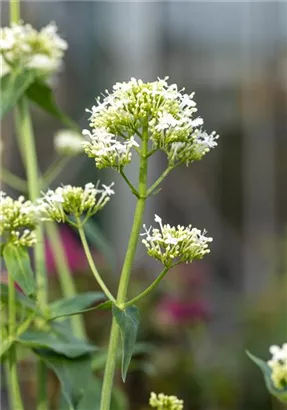 Weißblühende Garten-Spornblume - Centranthus ruber 'Albus'