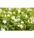 Garten-Storchschnabel - Geranium macrorrhizum 'White-Ness'