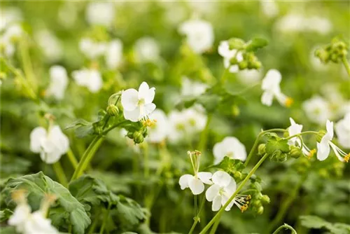 Garten-Storchschnabel - Geranium macrorrhizum 'White-Ness'